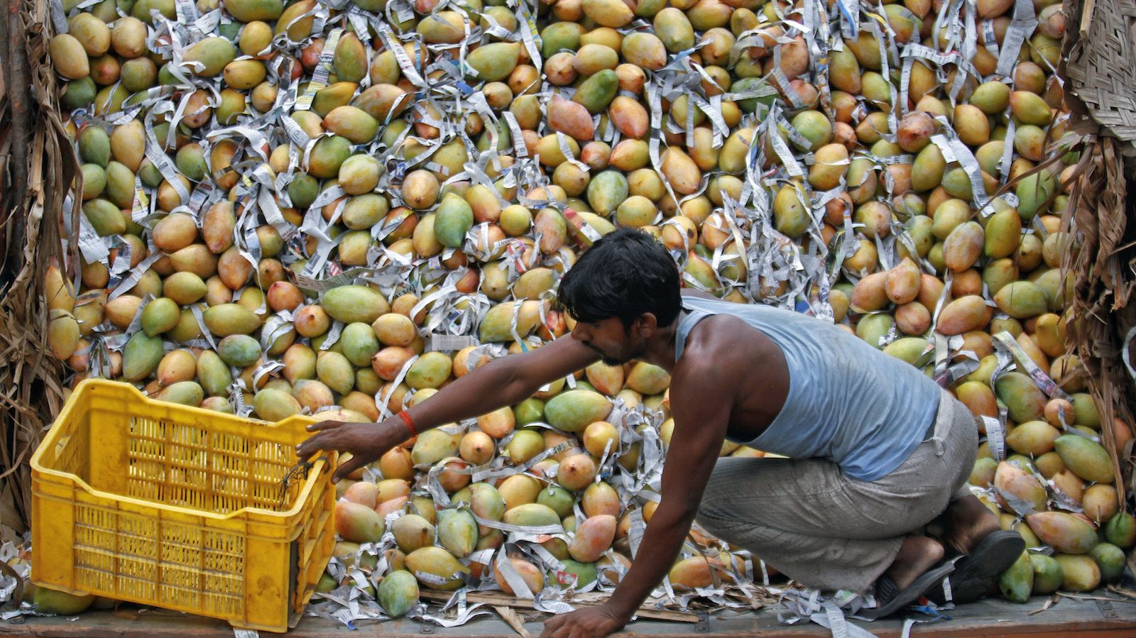 Emirates SkyCargo flies more than 6-million mangoes out of India ...