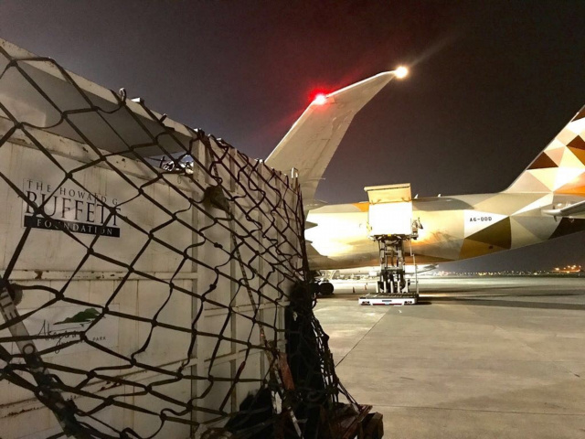 Ten rhinos travelled on the first flight, and nine on the second, along with the three vets and two attendants who accompanied them for the duration of their entire journey from Johannesburg to Akagera National Park. Ten rhinos travelled on the first flight, and nine on the second, along with the three vets and two attendants who accompanied them for the duration of their entire journey from Johannesburg to Akagera National Park.