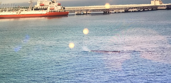 Port officials were reportedly concerned for the whale’s safety due to the commercial traffic within the port. Port officials were reportedly concerned for the whale’s safety due to the commercial traffic within the port.