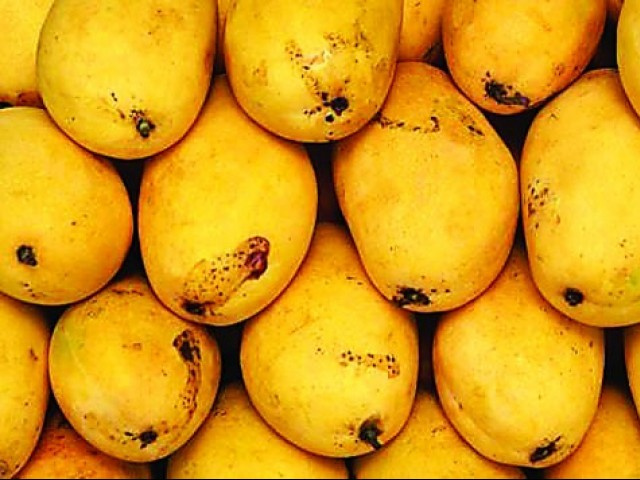 Mongos are one of Pakistan’s biggest exports, with 32% of all mangoes exported being sold in the UAE. Mongos are one of Pakistan’s biggest exports, with 32% of all mangoes exported being sold in the UAE.