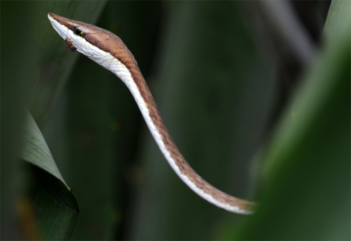 The snakes were spotted by an x-ray (Yuri Cortez/AFP/Getty Images). The snakes were spotted by an x-ray (Yuri Cortez/AFP/Getty Images).