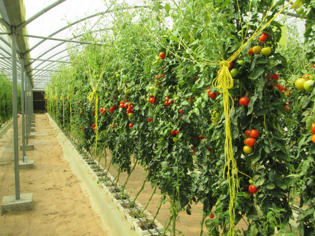 UAE government wants more land owners to become farmers. UAE government wants more land owners to become farmers.