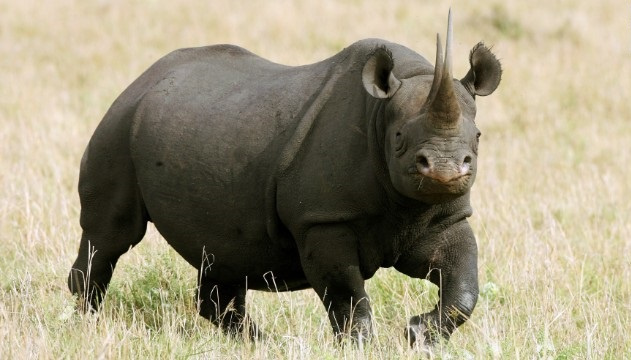 Estimates suggest there are fewer than 5,500 black rhinos in the world, all of them in Africa and some 750 in Kenya. Estimates suggest there are fewer than 5,500 black rhinos in the world, all of them in Africa and some 750 in Kenya.