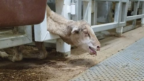 Temperatures on livestock ships trading between the Middle East and Australia typically exceed 40 degrees, causing sheep to die of heat stroke. Temperatures on livestock ships trading between the Middle East and Australia typically exceed 40 degrees, causing sheep to die of heat stroke.