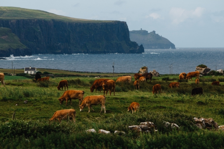 Ireland, Uae, Dairy, Trade Ireland, Uae, Dairy, Trade